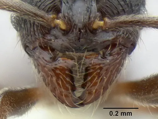 Stenamma schmidti - INB0003665417