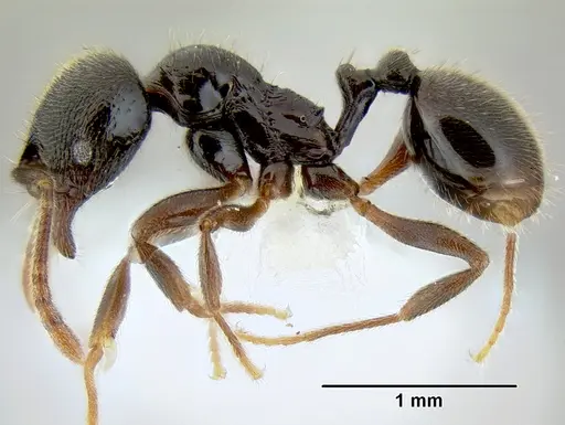 Stenamma schmidti - INB0003665417