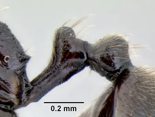 Stenamma schmidti - INB0003665417