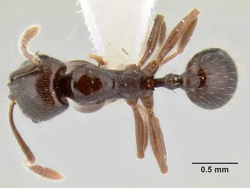 Stenamma schmidti - INBIOCRI001280989