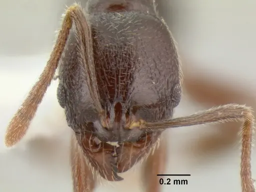 Stenamma schmidti - INBIOCRI001280989