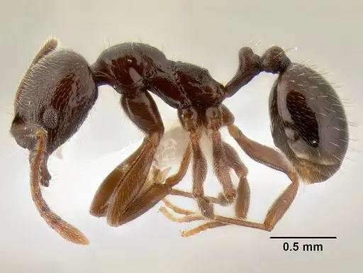 Stenamma schmidti - INBIOCRI001280989