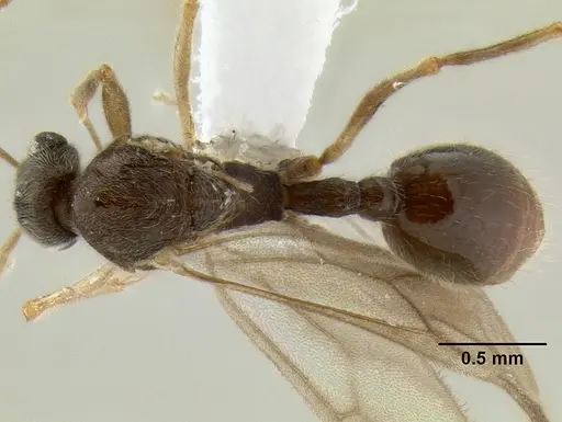 Stenamma schmidti - INBIOCRI002281270