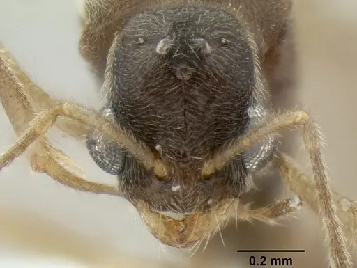 Stenamma schmidti - INBIOCRI002281270