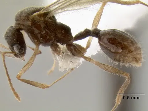 Stenamma schmidti - INBIOCRI002281270