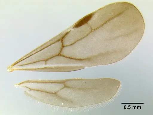 Stenamma schmidti - INBIOCRI002281270