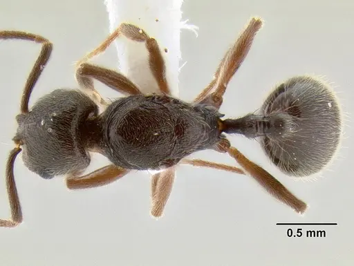 Stenamma schmidti - INBIOCRI002281278