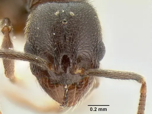 Stenamma schmidti - INBIOCRI002281278