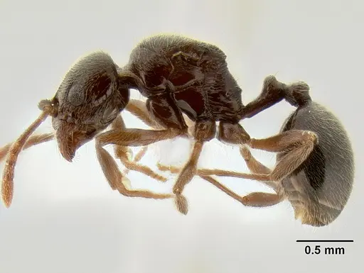 Stenamma schmidti - INBIOCRI002281278