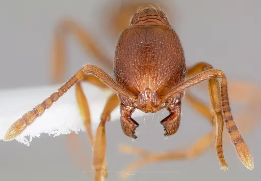Stenamma sequoiarum specimen
