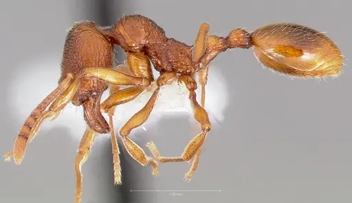 Stenamma sequoiarum specimen