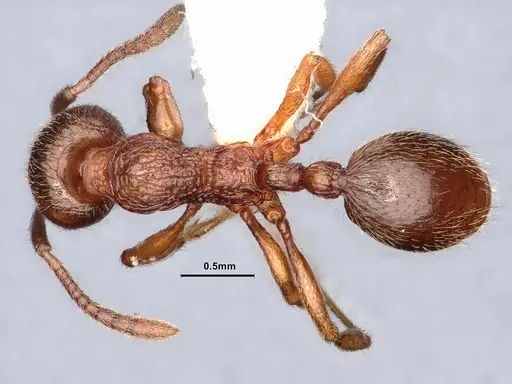 Stenamma sequoiarum - CASENT0884232