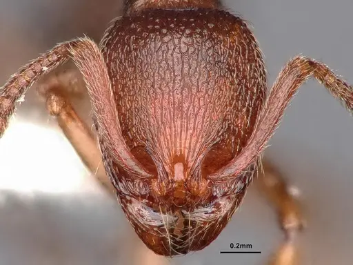 Stenamma sequoiarum - CASENT0884232