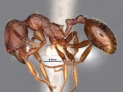 Stenamma sequoiarum - CASENT0884232