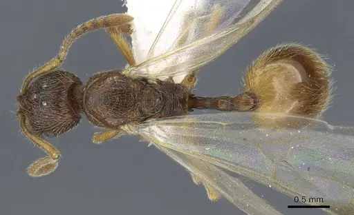 Stenamma siculum specimen