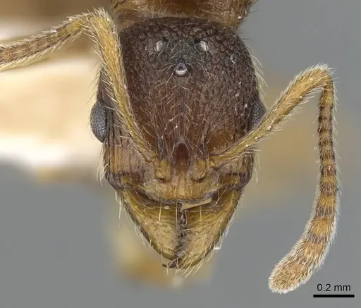 Stenamma siculum specimen