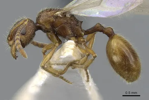 Stenamma siculum specimen