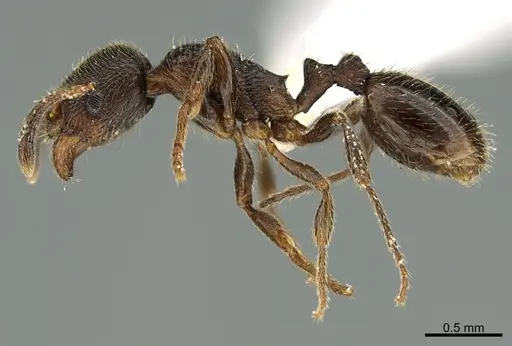 Stenamma smithi specimen