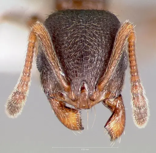Stenamma smithi - CASENT0005822