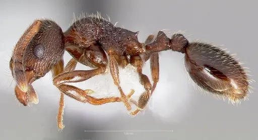 Stenamma smithi - CASENT0005822