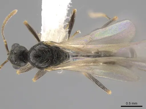 Stenamma smithi - CASENT0654137