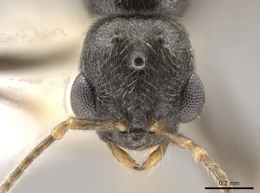 Stenamma smithi - CASENT0654137