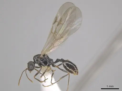 Stenamma smithi - CASENT0654137