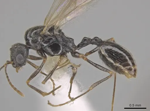 Stenamma smithi - CASENT0654137