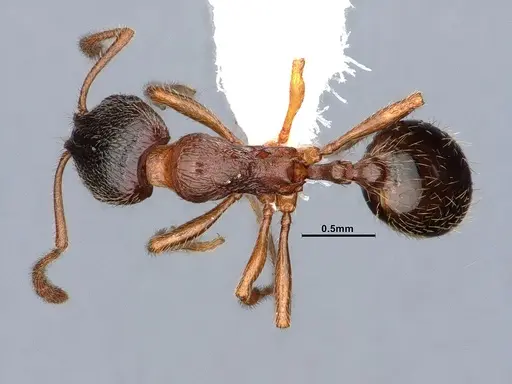 Stenamma smithi - CASENT0842048