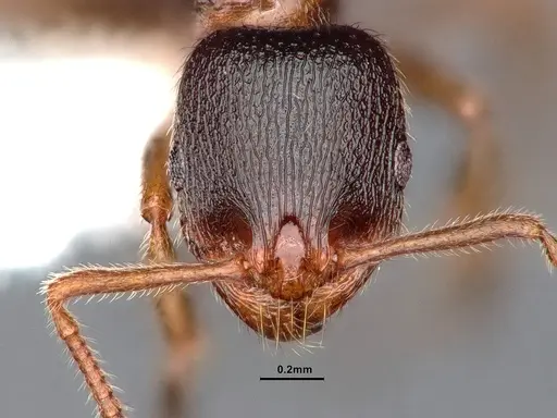 Stenamma smithi - CASENT0842048