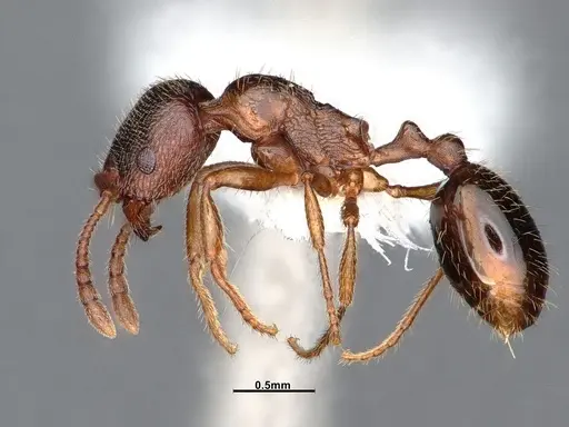 Stenamma smithi - CASENT0842048