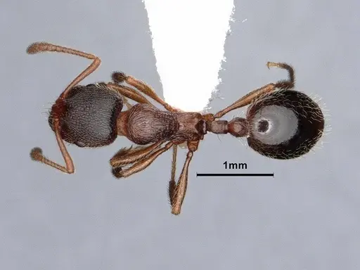 Stenamma smithi - CASENT0882490