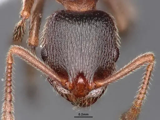 Stenamma smithi - CASENT0882490