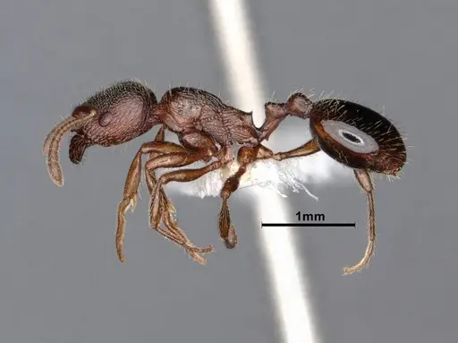 Stenamma smithi - CASENT0882490