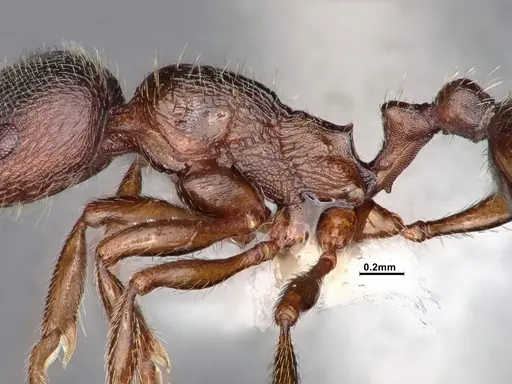 Stenamma smithi - CASENT0882490