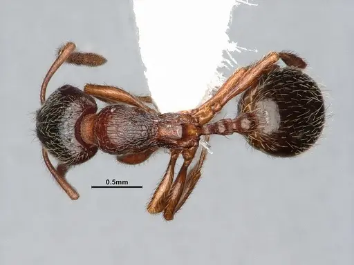 Stenamma smithi - CASENT0882529