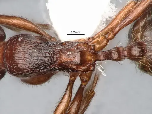 Stenamma smithi - CASENT0882529