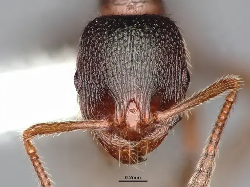 Stenamma smithi - CASENT0882529