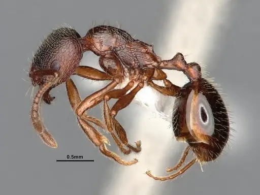 Stenamma smithi - CASENT0882529