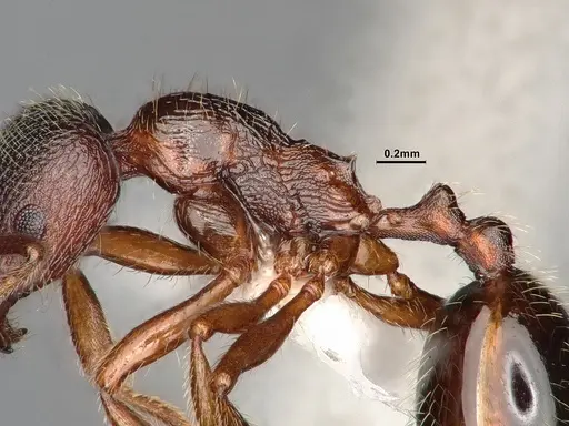 Stenamma smithi - CASENT0882529