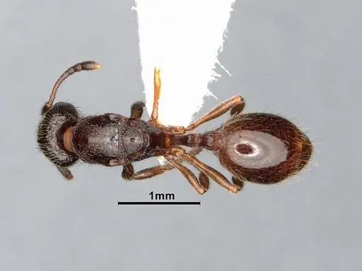 Stenamma smithi - CASENT0885522