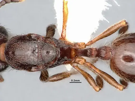 Stenamma smithi - CASENT0885522