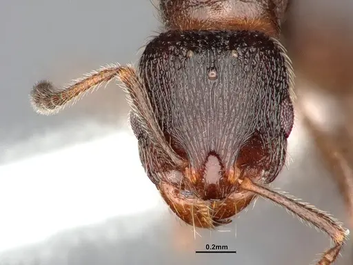 Stenamma smithi - CASENT0885522