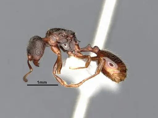 Stenamma smithi - CASENT0885522