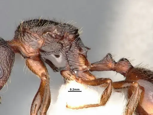 Stenamma smithi - CASENT0885522