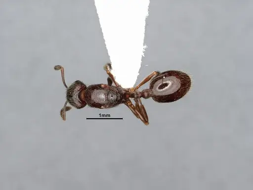 Stenamma smithi - CASENT4031276