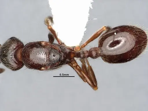 Stenamma smithi - CASENT4031276