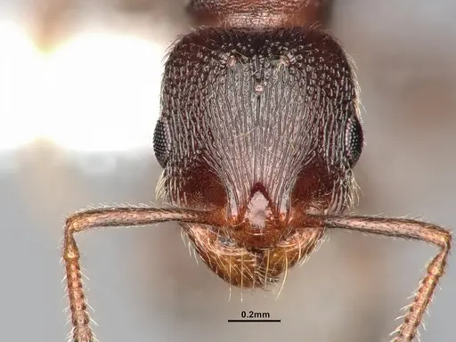 Stenamma smithi - CASENT4031276