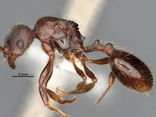 Stenamma smithi - CASENT4031276