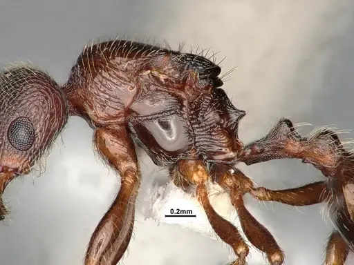 Stenamma smithi - CASENT4031276